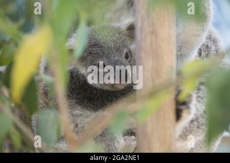 Ein Baby Koala (Phascolarctos cinereus) klammert sich an seine Eltern, fotografiert in einem Zoo in Australien; Brisbane, Australien Stockfoto