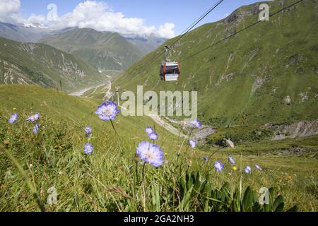 Im Sommer blühen in den alpinen Wiesen wilde Blumen unter einem Luftlift, der die Menschen in das Skigebiet Gudauri in der Greater CAU bringt... Stockfoto