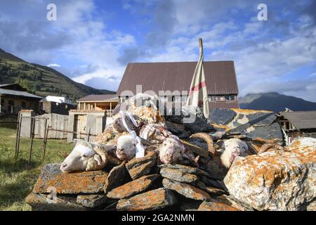 Schafe werden geschlachtet und ihre Köpfe werden auf einem Schrein während eines Festivals in Diklo im Tusheti-Nationalpark ausgestellt; Diklo, Kacheti, Georgien Stockfoto