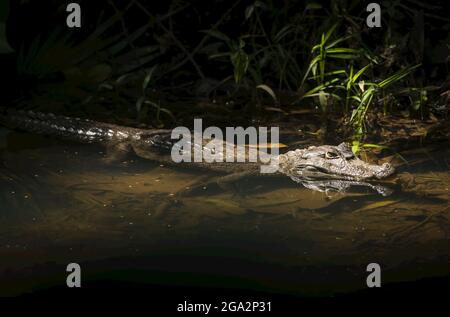 Ein gefühlsstarker Caiman (Caiman crocodilus) sonnt sich im Sonnenlicht; Provinz Heredia, Costa Rica Stockfoto