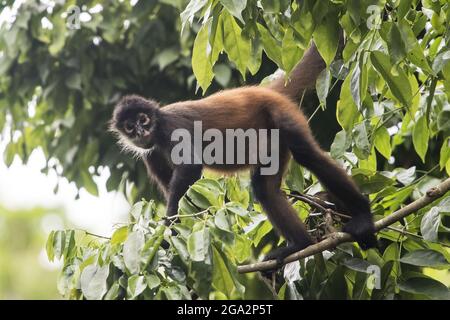 Porträt eines Geoffroy-Spinnenaffen (Ateles geoffroyi), der die Kamera anschaut und durch das Regenwalddach klettert; Puntarenas, Costa Rica Stockfoto