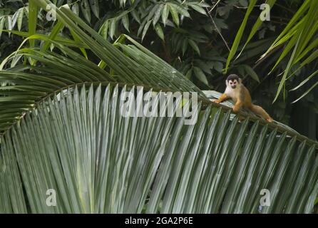 Ein Eichhörnchen-Affe (Saimiri) klettert entlang einer Palmwedel auf einem Baum im Regenwald; Costa Rica Stockfoto