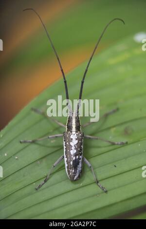 Ein Klickkäfer (Elateridae) ruht auf dem Blatt einer Pflanze; Puntarenas, Costa Rica Stockfoto