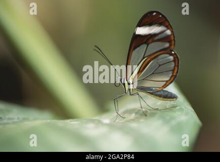 Auf einem Blatt ruht ein Greta-oto oder Glasswing-Schmetterling; Monteverde, Costa Rica Stockfoto