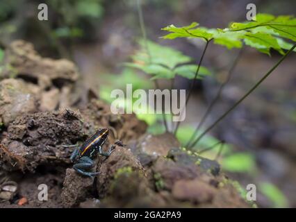 Ein Giftfrosch (Phyllobates vittatus) im Corcovado National Park; Puntarenas, Costa Rica Stockfoto