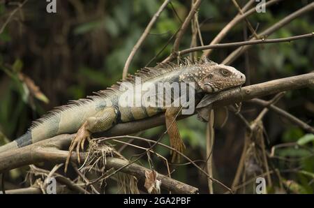 Ein großer grüner Leguan (Iguana Leguan) ruht auf einem Baumzweig über dem Sierpe-Fluss; Puntarenas, Costa Rica Stockfoto