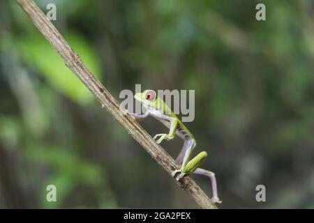 Der Rotäugige Baumfrosch (Agalychnis callidyas) klettert im Regenwald auf einen Ast; Puntarenas, Costa Rica Stockfoto