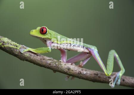 Der Rotäugige Baumfrosch (Agalychnis callidyas) klettert im Regenwald auf einen Ast; Puntarenas, Costa Rica Stockfoto