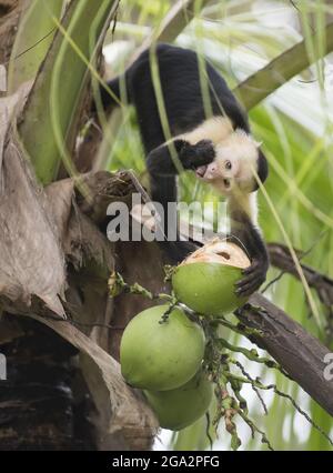 Ein Kapuzineraffen (Cebus sp.) trinkt aus einer Kokosnuss in einem Baum; Puntarenas, Costa Rica Stockfoto