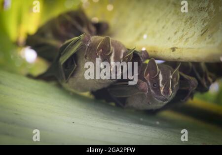 Im Manuel Antonio National Park, Costa Rica, hängen Fledermäuse, die Zelte machen (amerikanische Fledermäuse mit Blattnasen), kopfüber unter einer großen Blattpflanze Stockfoto