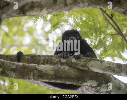 Auf einem Ast in einem Regenwald auf der Osa-Halbinsel von Costa Rica, Puntarenas, Costa Rica, ruht ein bemunter Brüllaffe (Alouatta palliata) Stockfoto