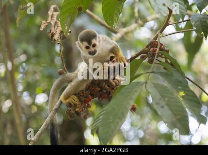 Ein mittelamerikanischer Eichhörnchen-Affe (Saimiri oerstedii) frisst Früchte von einem Baum im Manuel Antonio Nationalpark, Costa Rica Stockfoto