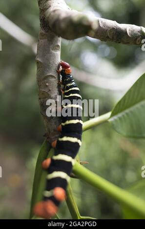 Ein Tetrio sphinx catepillar (Pseudosphinx tetrio) klettert einen Ast im Regenwald; Puntarenas, Costa Rica Stockfoto