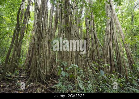 Strangler Fig im Regenwald des Corcovado National Park, Costa Rica; Puntarenas, Costa Rica Stockfoto