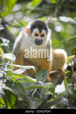 Ein Eichhörnchen-Affe (Saimiri) klettert durch einen Baum im Regenwald von Costa Rica; Costa Rica Stockfoto