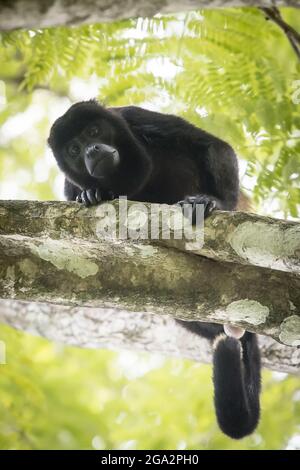 Auf einem Ast in einem Regenwald auf der Osa-Halbinsel von Costa Rica, Puntarenas, Costa Rica, ruht ein bemunter Brüllaffe (Alouatta palliata) Stockfoto