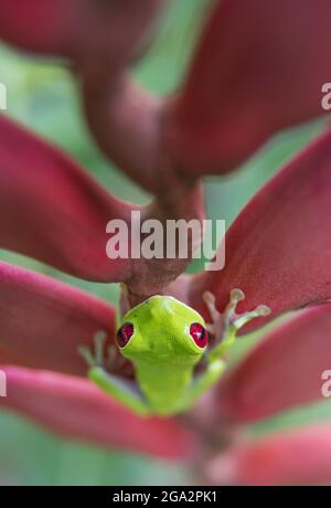 Ein Rotäugiger Baumfrosch (Agalychnis callidyas) klettert im Regenwald von Costa Rica, Puntarenas, Costa Rica, auf eine Heliconia-Blume Stockfoto