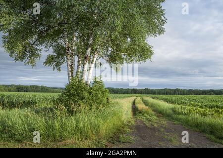 Ein Baum steht allein am Rande des Ackerlandes; Thunder Bay, Ontario, Kanada Stockfoto