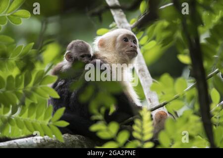 Eine Mutter und ein Baby mit einem weißen Kapuzineraffen (Cebus sp.) besteigen einen Baum im Regenwald; Puntarenas, Costa Rica Stockfoto