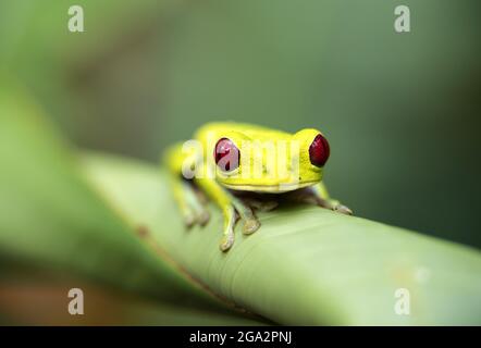 Ein Rotäugiger Baumfrosch (Agalychnis callidyas) klettert auf eine Pflanze im Regenwald; Puntarenas, Costa Rica Stockfoto