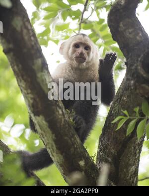 Ein Kapuzineraffen mit weißem Kopf (Cebus sp.) klettert durch den Regenwald; Puntarenas, Costa Rica Stockfoto