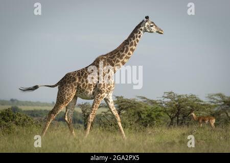 Eine Giraffe der Masai (Giraffa tippelskirchi) geht an einem Impala (Aepyceros melampus) auf der Savanne vorbei; Narok, Masai Mara, Kenia Stockfoto