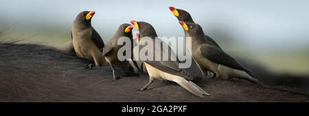 Panorama-Nahaufnahme einer Gruppe gelber Ochsenspechte (Buphagidae africanus) auf der Rückseite eines Kapbüffels (Syncerus Caffer Caffer) Stockfoto