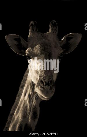 Nahaufnahme des Kopfes und Halses einer südlichen Giraffe (Giraffa giraffa), die sich am frühen Morgen vor einem schwarzen Rücken dramatisch in den Hintergrund gekehrt hat... Stockfoto