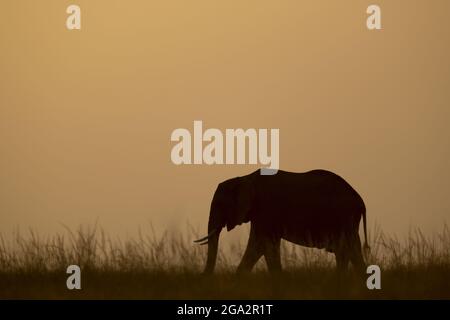 Afrikanischer Buschelefant (Loxodonta africana) spaziert am Horizont gegen den Sonnenuntergang; Narok, Masai Mara, Kenia Stockfoto