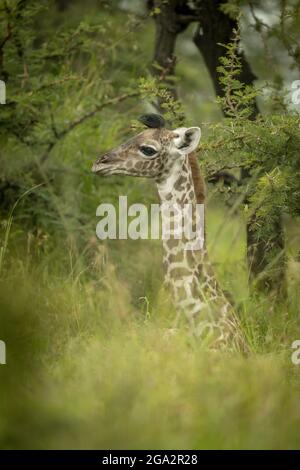 Baby Masai Giraffe (Giraffa tippelskirchi) im langen Gras liegend; Narok, Masai Mara, Kenia Stockfoto