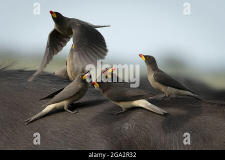 Nahaufnahme eines Gelbschnabelsaugers (Buphagidae africanus), der an einer Gruppe von anderen vorbeifliegt, die auf dem Rücken eines Kapbüffels (Syncerus ... Stockfoto