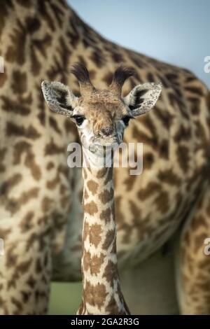 Nahaufnahme einer kleinen Masai-Giraffe (Giraffa tippelskirchi), die neben ihrer Mutter steht und auf die Kamera schaut; Narok, Masai Mara, Kenia Stockfoto