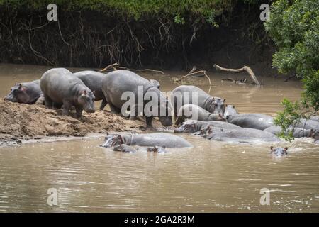 Hippo pod (Hippopotamus amphibius) an der Sandkurve im Fluss; Narok, Masai Mara, Kenia Stockfoto