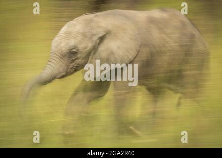 Langsame Pfanne mit afrikanischem Buschelefanten (Loxodonta africana); Narok, Masai Mara, Kenia Stockfoto