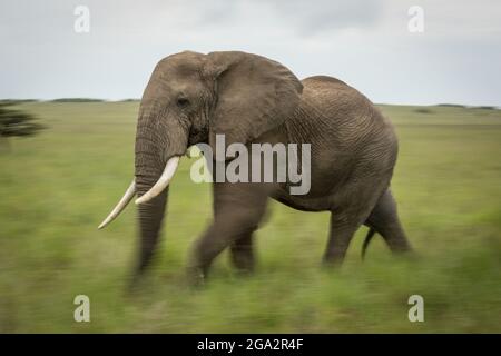 Afrikanischer Buschelefant (Loxodonta africana) spaziert auf einer grasbewachsenen Ebene; Narok, Masai Mara, Kenia Stockfoto