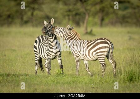 Zwei Ebenen Zebra (Equus quagga) spielen Kampf in der Nähe von Bäumen; Narok, Masai Mara, Kenia Stockfoto