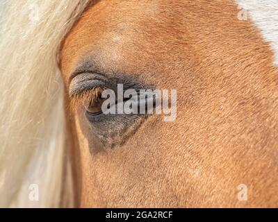 Detail Nahaufnahme eines Pferdehefs, der ein Auge zeigt. Stockfoto