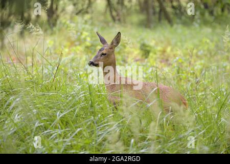 Rehe (Capreolus capreolus) auf einer Wiese; Hessen, Deutschland Stockfoto