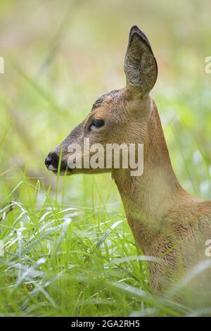 Rehe (Capreolus capreolus), auf einer Wiese stehend; Hessen, Deutschland Stockfoto