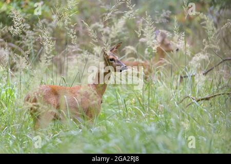 Rehe (Capreolus capreolus) auf einer Wiese; Hessen, Deutschland Stockfoto