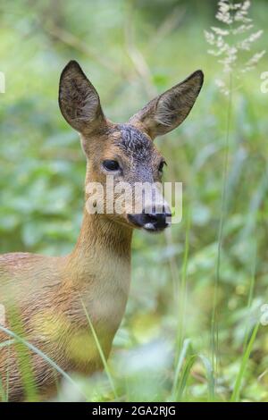 Rehe (Capreolus capreolus), auf einer Wiese stehend; Hessen, Deutschland Stockfoto