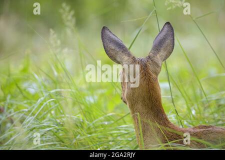 Rehe (Capreolus capreolus), die wach auf einer Wiese stehen; Hessen, Deutschland Stockfoto