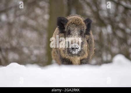 Porträt eines Wildschweins (Sus scrofa) im Schnee; Spessart, Bayern, Deutschland Stockfoto