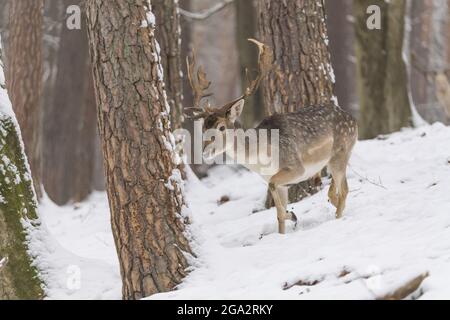 Damwild (Dama dama), der im Winter in einem verschneiten Wald unterwegs ist; Odenwald, Hessen, Deutschland Stockfoto