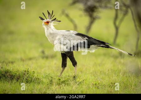 Sekretärsvögel (Schütze Serpentarius) wandern durch Gras in der Nähe von Büschen; Narok, Masai Mara, Kenia Stockfoto