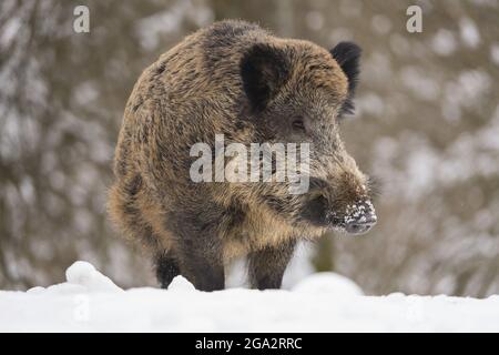 Porträt eines Wildschweins (Sus scrofa) im Schnee; Spessart, Bayern, Deutschland Stockfoto