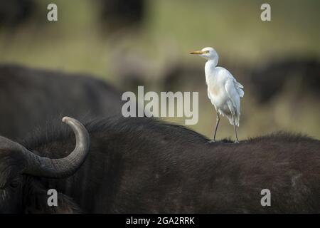 Rinderreiher (Bubulcus ibis) auf einem Bein auf afrikanischem Büffel (Syncerus Caffer) zurück; Narok, Masai Mara, Kenia Stockfoto