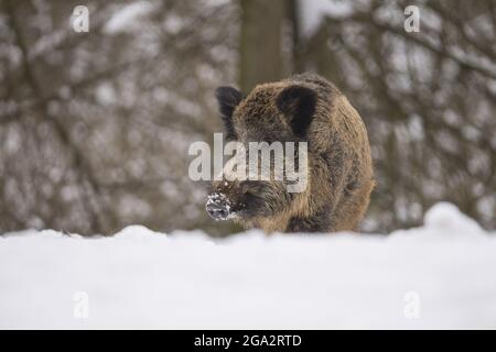 Porträt eines Wildschweins (Sus scrofa) im Schnee; Spessart, Bayern, Deutschland Stockfoto