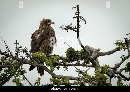 Waldadler (Aquila rapax) in verdrehten Ästen, rechts blickend; Narok, Masai Mara, Kenia Stockfoto