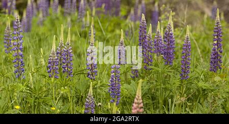 Lupinen blühen in einem Wald; Thunder Bay, Ontario, Kanada Stockfoto